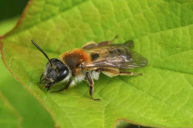 Natural closeup on a Coppice Mining Bee, Andrena helvola sitting on a green leaf clipart