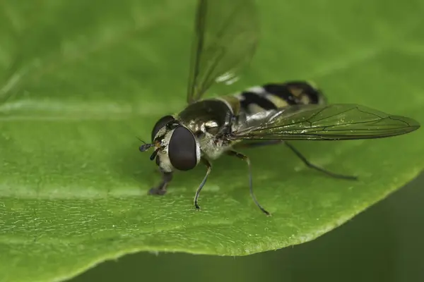 stock image Natural closeup on the European spotted Thintail hoverfly, Meliscaeva auricollis sitting on a green leaf