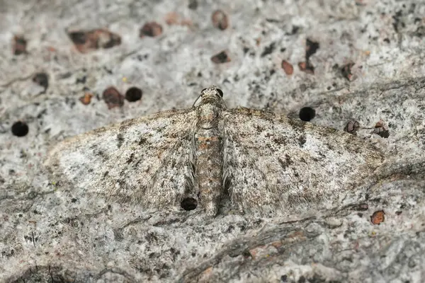 Natural closeup on the small Oak-tree Pug moth, Eupithecia dodoneata with spread wings