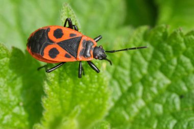 Detailed closeup on a colorful sap-sucking red firebug or soldierbug, Pyrrhocoris apterus, sitting on a green leaf clipart