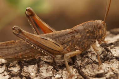 Natural closeup on a brown adult Egyptian grasshopper or locust,Anacridium aegyptium sitting on a piece of wood clipart