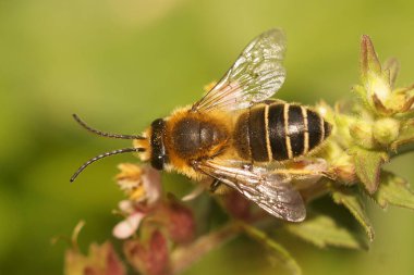 Avrupa 'nın garip yeşil fener sineği DictyoPhara europaea' nın doğal yakın çekimi.