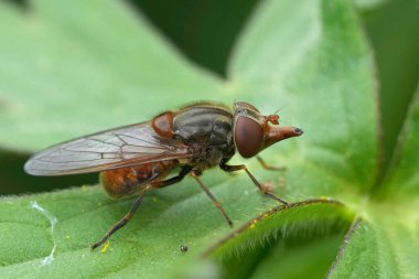 Detailed closeup on the red colored European Common Sount-fly, Rhingia campestris sitting on a green leaf clipart