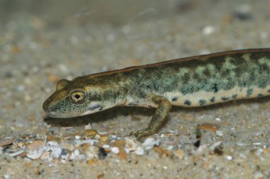 Detailed closeup on an endangered European Sardinian brook salamander, Euproctus platycephalus clipart