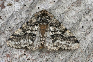 Detailed closeup on the European Brindled Beauty moth, Lycia hirtaria sitting on wood clipart