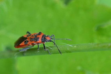 Renkli parlak kırmızı Eureopean Rhopalid böceği, Corizus hyoscyami, yeşil bir yaprağın üzerinde detaylı olarak.