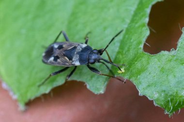 Rhyparochromus vulgaris in a Meadow adlı Avrupa Yerböceği hakkında detaylı bilgi