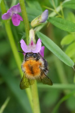 Kahverengi bantlı bir yaban arısı üzerinde doğal dikey çekim, mor bir çiçekte Bombus pascuorum.