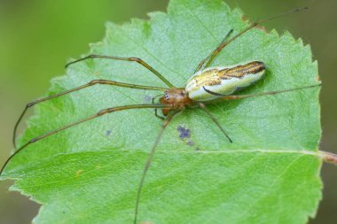Avrupa 'nın uzun çeneli örümceği Tetragnatha' nın yeşil bir yaprağın üzerinde uzanan yakın plan görüntüsü.
