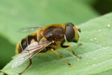 Yeşil bir yaprağın üzerinde oturan çizgili yüzlü Dronefly, Eristalis nemorum 'un doğal detaylı görüntüsü.