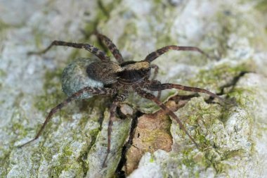 Natural closeup on a European wolf spider, Pardosa species, carrying its eggsac clipart