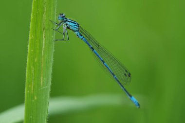 Natural closeup on a blue male European azure damselfly, Coenagrion puella, haning in the grass clipart