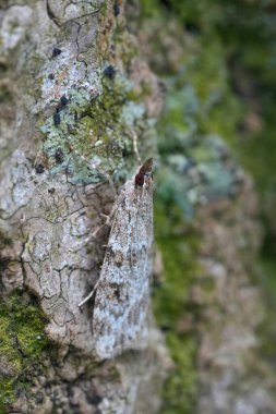 Detailed closeup on a Scoparia ambigualis grass veneer moth, camouflaged on the trunk of a tree clipart