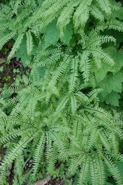 Doğal dikey çekim, batı ya da Aleutian bakireleri eğreltiotu kümesi, Adiantum aleuticum, Columbia nehir geçidi, Oregon