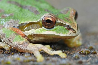 Detailed facial closeup on a green Pacific tree or chorus frog, Pseudacris regilla from Oregon, USA clipart