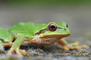 Detailed closeup on a green Pacific tree or chorus frog, Pseudacris regilla from Oregon, USA clipart