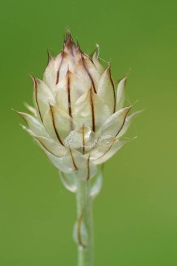 Natural closeup on an emerging flowerbud of the Cupid's dart wildflower, Catananche caerulea clipart