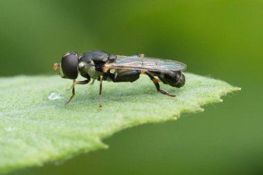 Küçük, Avrupalı, kalın bacaklı bir uçan sineğe yakından bakınca, Syritta Pipipiens yeşil bir yaprağın üzerinde oturuyor.