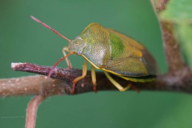 Natural closeup on the European gorse shield bug, Piezodorus lituratus on a twig clipart
