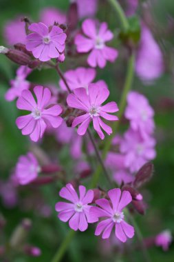 Pembe çiçekli kırmızı kedi sineği ya da campion, Silene dioicia üzerine renkli dikey çekim