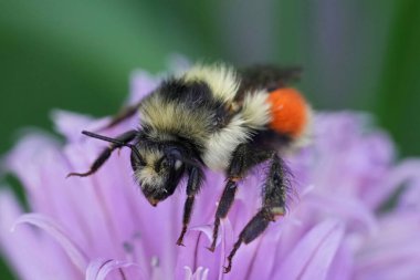 Mor bir çiçek üzerinde siyah kuyruklu bir eşek arısı, bomba melanopygus, Oregon, Kuzey Amerika