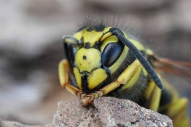 Detailed extreme closeup on the head of a dormant North-American Western Yellowjacket, Vespula pensylvanica clipart