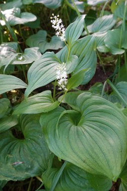 Natural vertical closeup on the North-American snakeberry or two-leaved Solomon's seal, Maianthemum dilatatum clipart