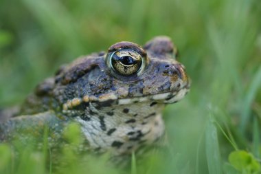 Detailed closeup on an adult Western toad, Anaxyrus or Bufo boreas sitting on the grass clipart