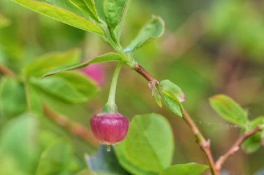 Natural detailed closeup on a twig with a growing pink colored Red Huckleberrie, Vaccinium parvifolium in Oregon clipart