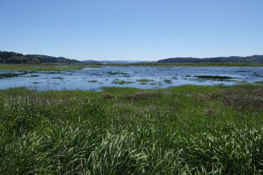 Natural wide angle, scenic landscape view on a marshy, wetlands nature reserve at Coquille , Oregon , USA on a sunny day