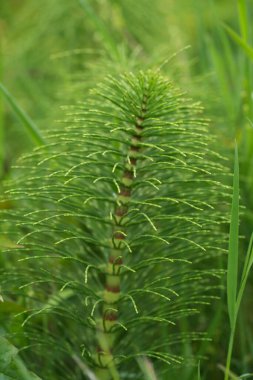 Natural closeup on the North American great horsetail puzzlegrass, Equisetum telmateia ad Bandon, Oregon clipart