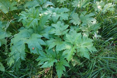 Kuzey Amerika 'nın ortak havuç kesiminin geniş yeşil yapraklarına doğal olarak yakın çekim Kuzey Kaliforniya' daki Heracleum maksimum