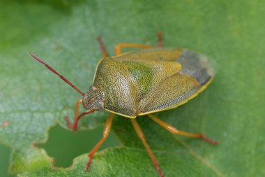 Detailed closeup on the European gorse shield bug, Piezodorus lituratus on a green leaf clipart