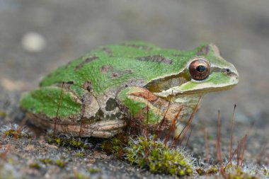 Detailed closeup on a green Pacific tree or chorus frog, Pseudacris regilla from Oregon, USA clipart
