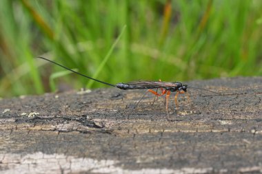 Avrupa 'da geniş bir Ichneumonid Dolichomitus türüne yakın plan, uzun bir yumurtlama dönemi.