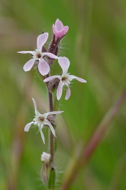 Oregon, ABD 'de yaygın ya da küçük çiçekli bir yel değirmeni pembesi üzerine doğal detaylı dikey çekim.