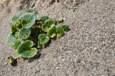 Natural decentralized closeup on an emerging Sea bindweed, Calystegia soldanella in he sand at the Oregon coast, Bandon clipart