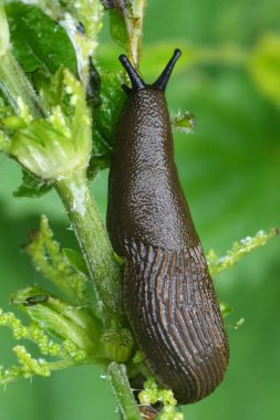 Natural vertical closeup on a Chocolate Arion rufus slug, a pest species in the garden clipart