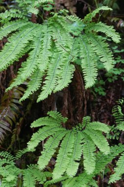 Aleutian bakireleri eğreltiotunun taze yeşil yapraklarına doğal olarak yakın plan, Adiantum aleuticum bir Oregon ormanında, ABD