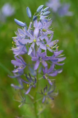 Natural colorful vertical Closeup on the fresh blue flowers of the North - American Common Camas wildflower, Camassia quamash clipart