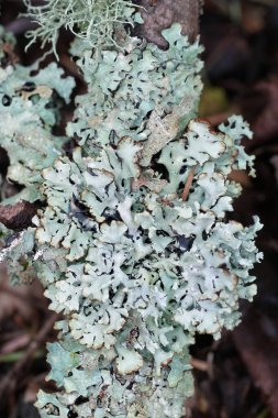 Kuzey Oregon, ABD 'deki bir gri keşiş-kaput liken, Hypogymnia physodes doğal dikey yakın çekim