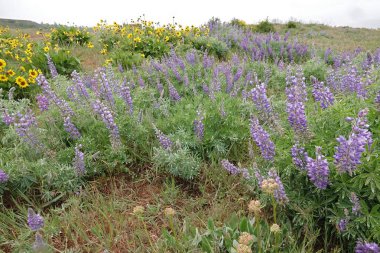 Mor ve sarı çiçekli doğal renkli bahar manzaralı yakın plan Colmbia nehri vadisi, Oregon, ABD