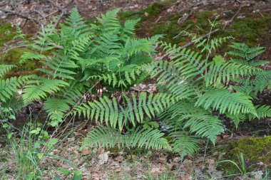 Doğal olarak, ormandaki Pteridium aquilinum, Braken eğreltiotunun taze yeşil yapraklarıyla kaplıdır.