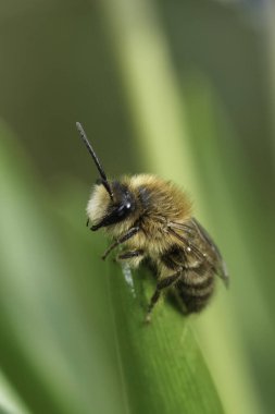 Detailed closeup on a cute male Early Cellophane Bee,, Colletes cunicularius, haning into the green vegetation clipart