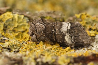 Ahşap üzerinde oturan kahverengi güve, Drymonia querna 'ya yakın plan.