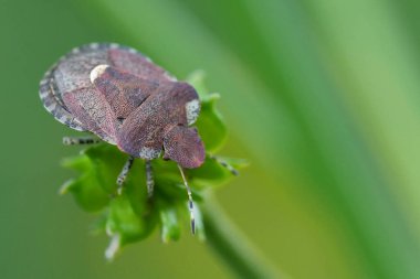 Detailed closeup on a small European bedstraw bug, Dyroderes umbraculatus against a blurred green background clipart