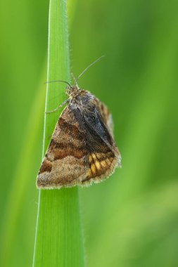 Natural detailed closeup on a European burnet companion moth , Euclidia glyphica, hanging in the grass clipart