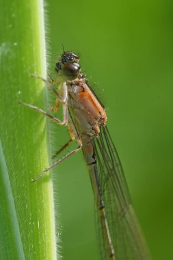 Natura closeup on the orange form of the Blue-tailed damselfly, Ischnura elegans hanging on a blade of grass clipart