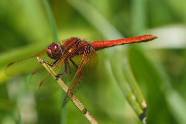 Parlak kırmızı Kardinal Meadowhawk yusufçuğuna doğal olarak yakın plan, Sympetrum illotum Güney Oregon 'da bitki örtüsünde tünemiştir.