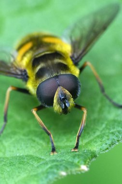 Avrupalı Batman hoverfly 'ın kafasında ve gözlerinde doğal olarak aşırı yakın plan, Myathropa Florea bahçede bir yaprağın üzerinde oturuyor.